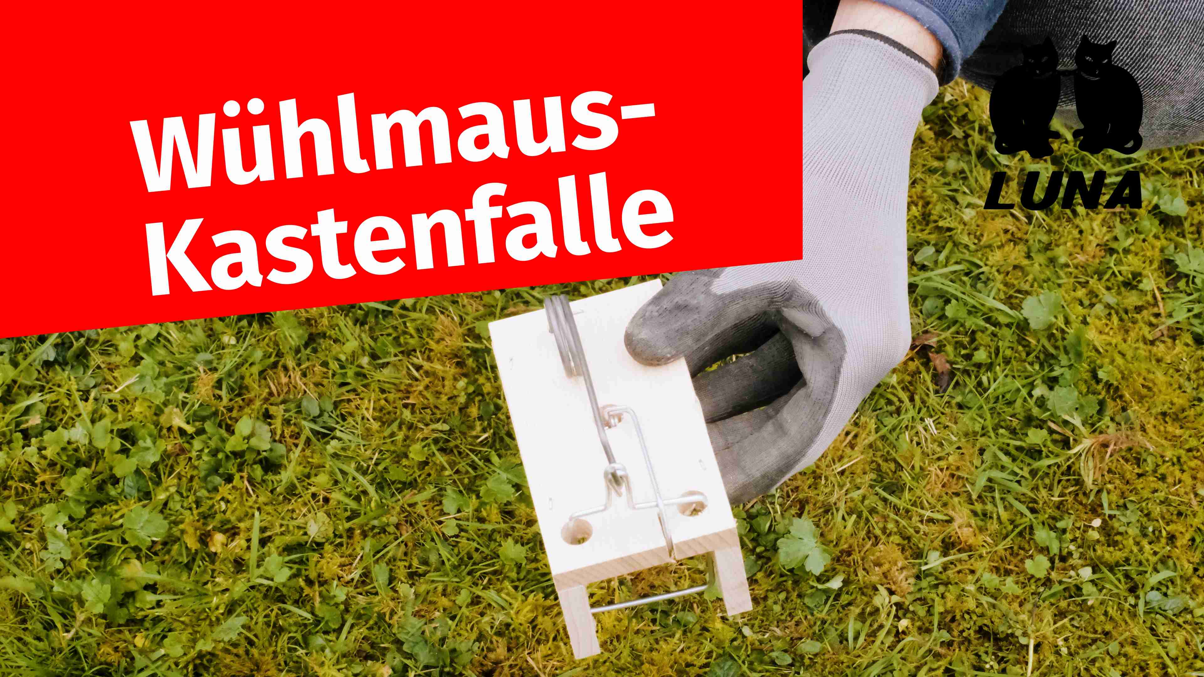 Wühlmaus-Kastenfalle aufstellen: Einfache Videoanleitung